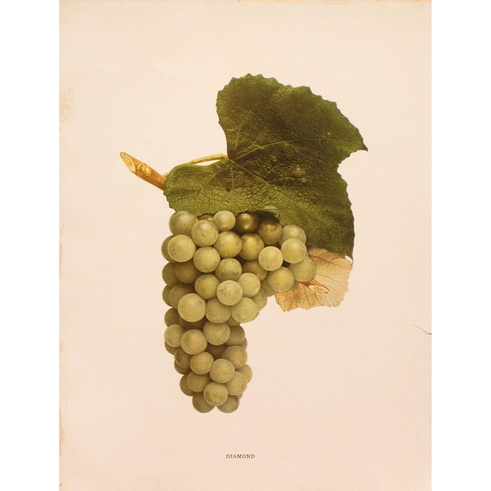 1900s U. P. Hedrick, Original Antique Photogravure of Diamond Grapes - 6