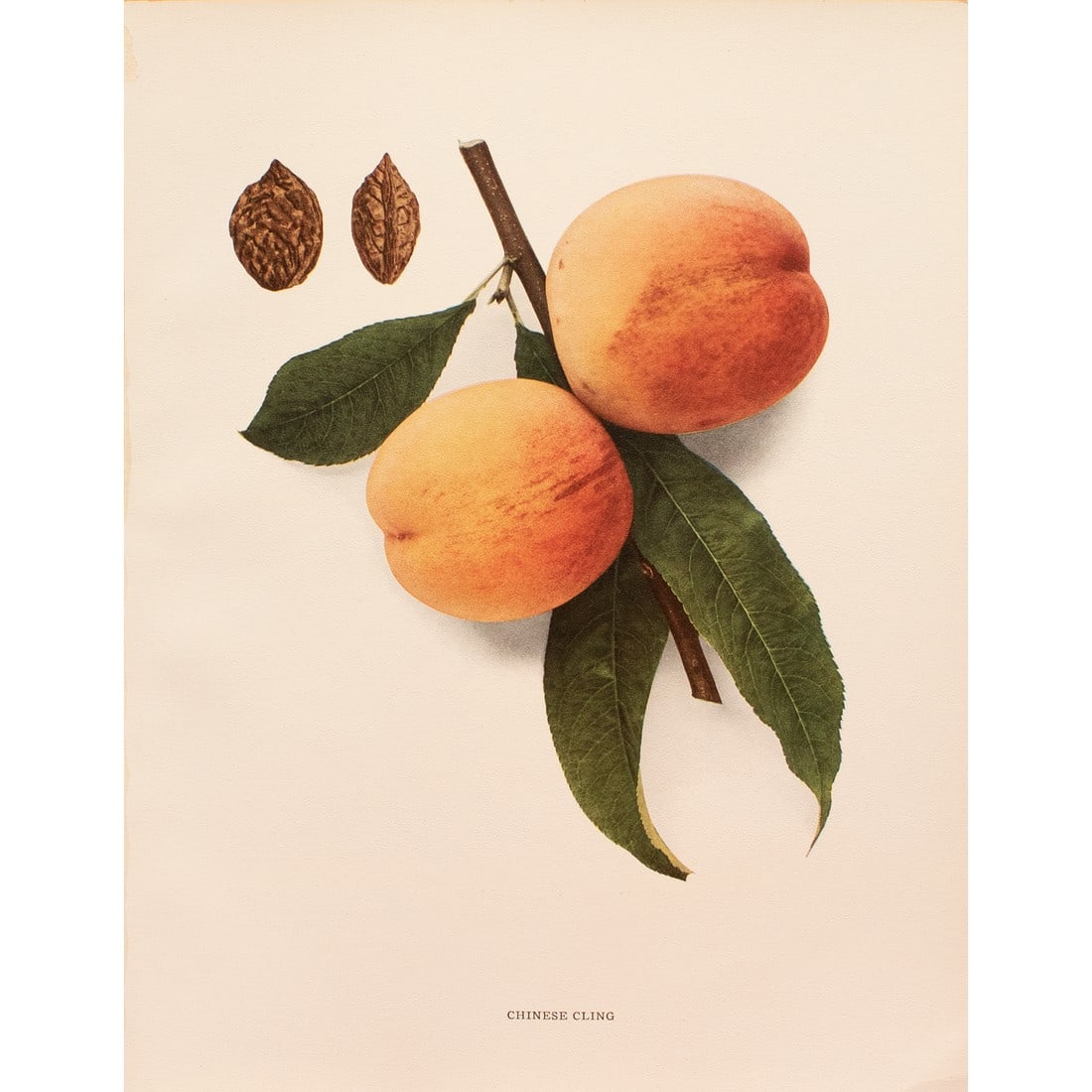 1900s U. P. Hedrick, Original Antique Photogravure of Chinese Cling Peaches: A magnificent original antique photogravure (print) of Chinese Cling Peaches by Ulysses Prentiss Hedrick (1870-1951). Superb quality. Printed on one side on heavy paper. Published and printed in