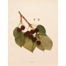 1900s U. P. Hedrick, Original Antique Photogravure of Knight Cherries