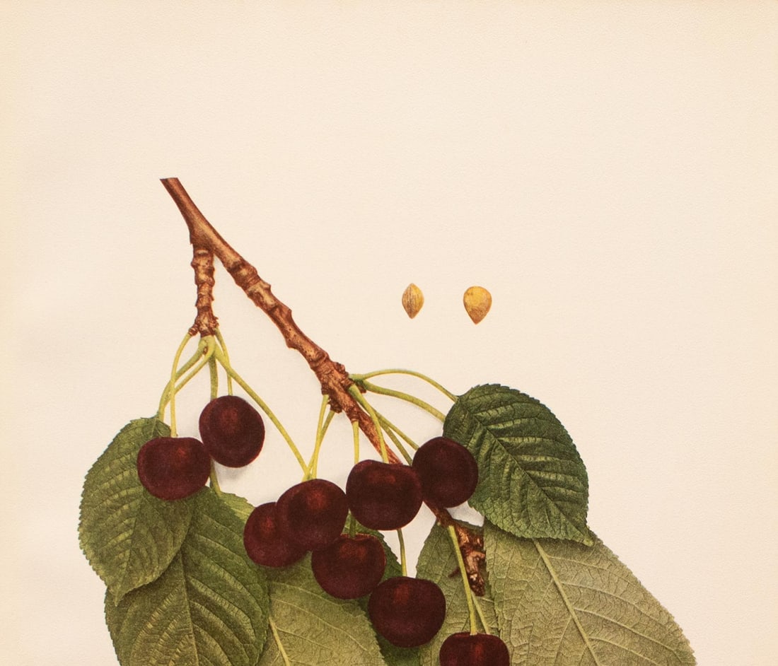 1900s U. P. Hedrick, Original Antique Photogravure of Knight Cherries - 3