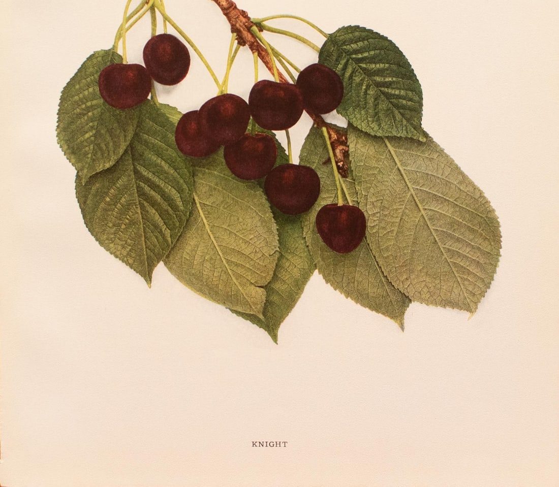 1900s U. P. Hedrick, Original Antique Photogravure of Knight Cherries - 4