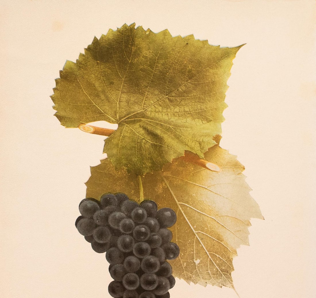 1900s U. P. Hedrick, Original Antique Photogravure of Clinton Grapes - 3