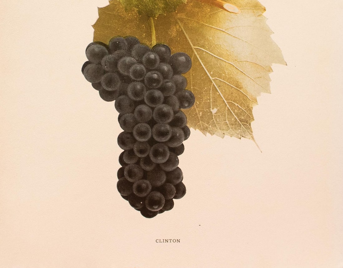 1900s U. P. Hedrick, Original Antique Photogravure of Clinton Grapes - 4