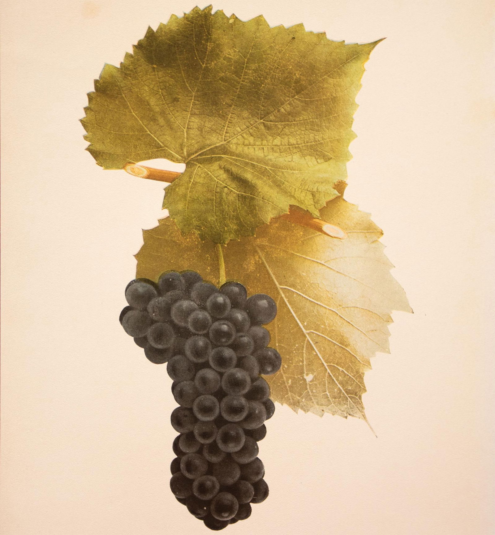 1900s U. P. Hedrick, Original Antique Photogravure of Clinton Grapes - 5