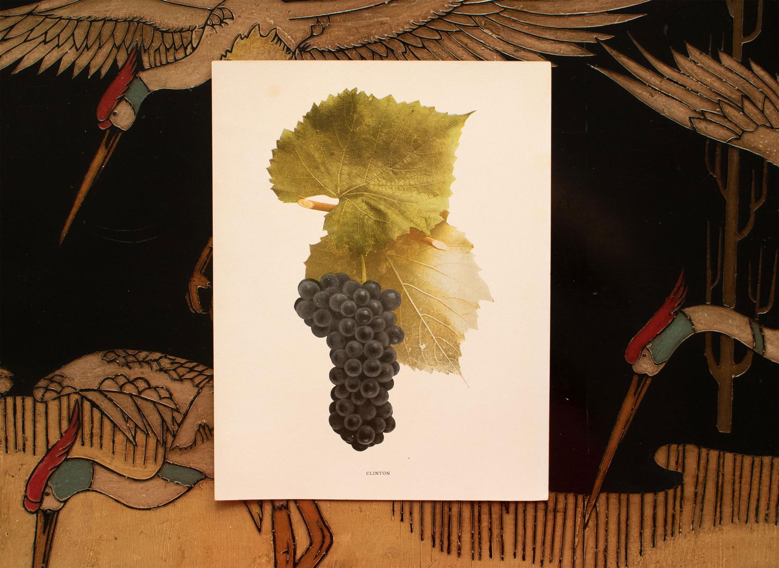 1900s U. P. Hedrick, Original Antique Photogravure of Clinton Grapes - 6