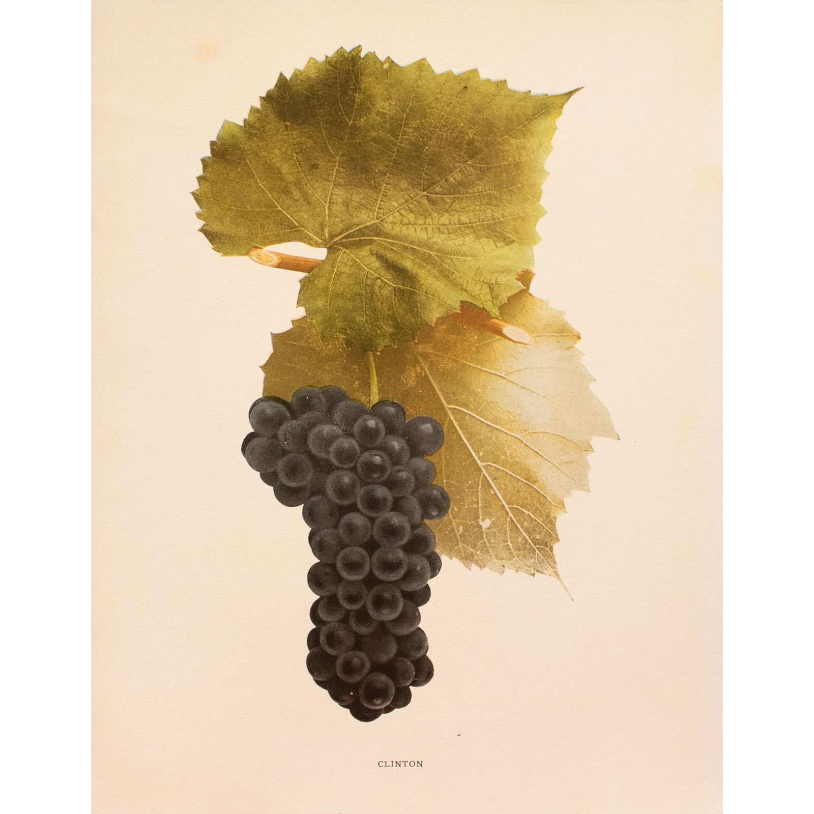 1900s U. P. Hedrick, Original Antique Photogravure of Clinton Grapes - 7