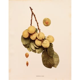 1900s U. P. Hedrick, Original Antique Photogravure of Imperial Gage Plums