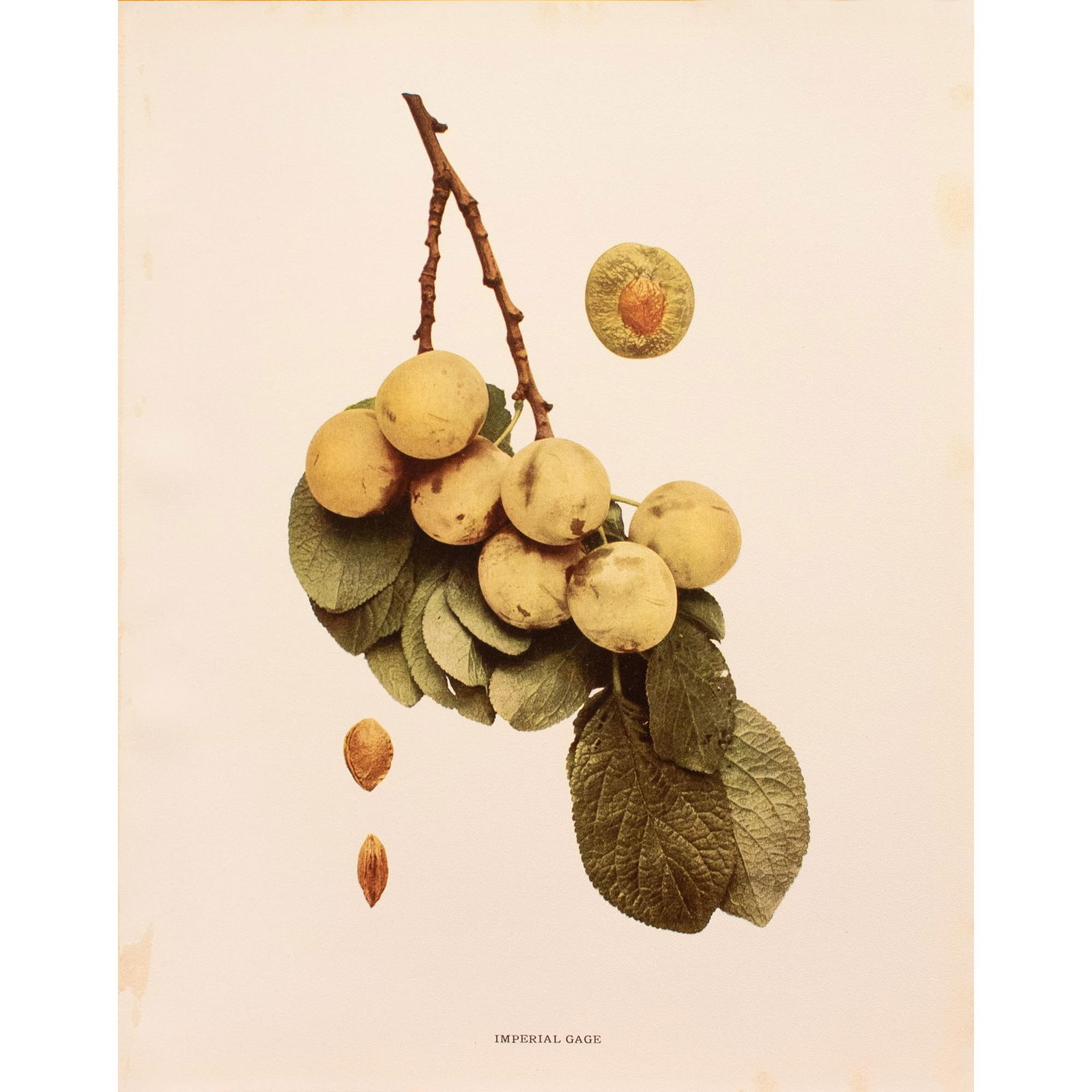 1900s U. P. Hedrick, Original Antique Photogravure of Imperial Gage Plums - 2