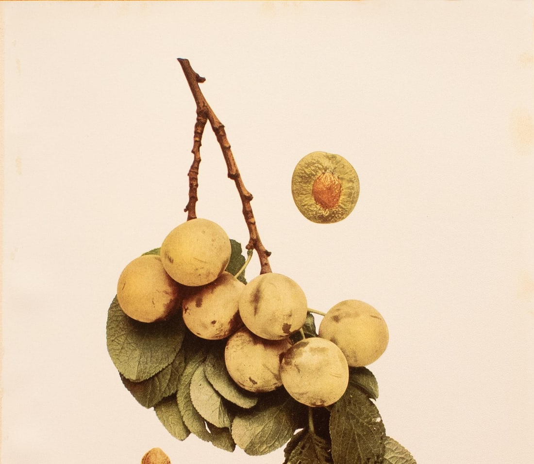 1900s U. P. Hedrick, Original Antique Photogravure of Imperial Gage Plums - 3