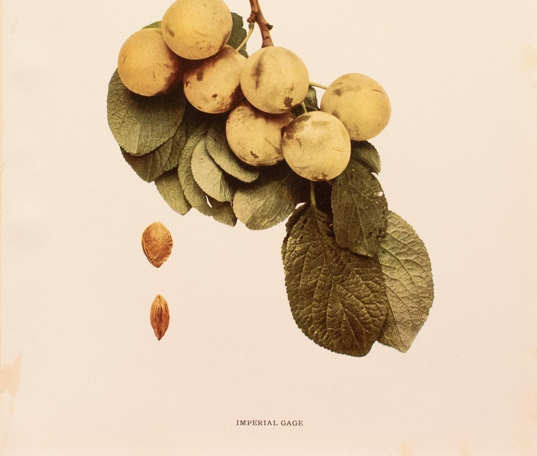 1900s U. P. Hedrick, Original Antique Photogravure of Imperial Gage Plums - 4