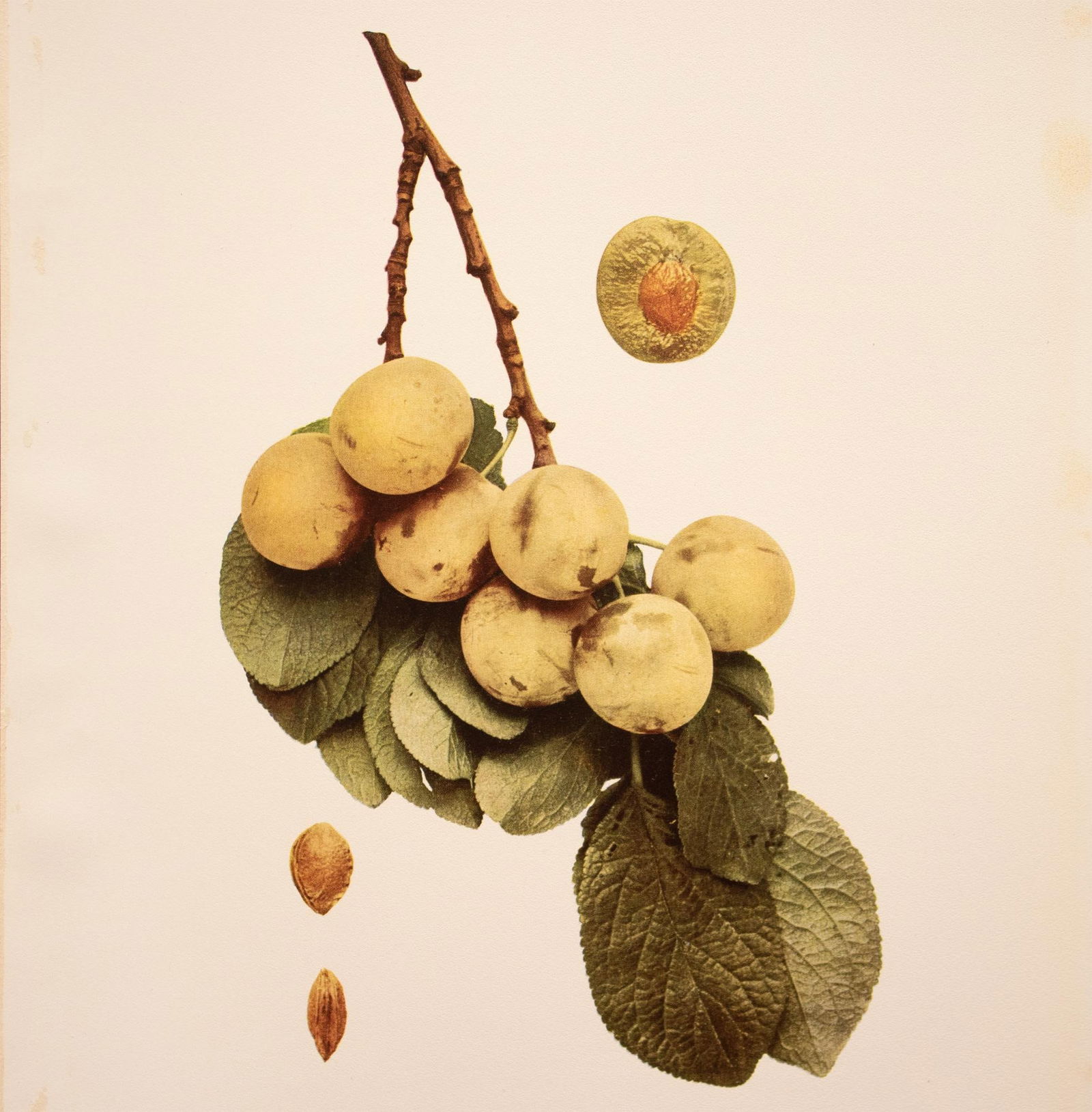 1900s U. P. Hedrick, Original Antique Photogravure of Imperial Gage Plums - 5