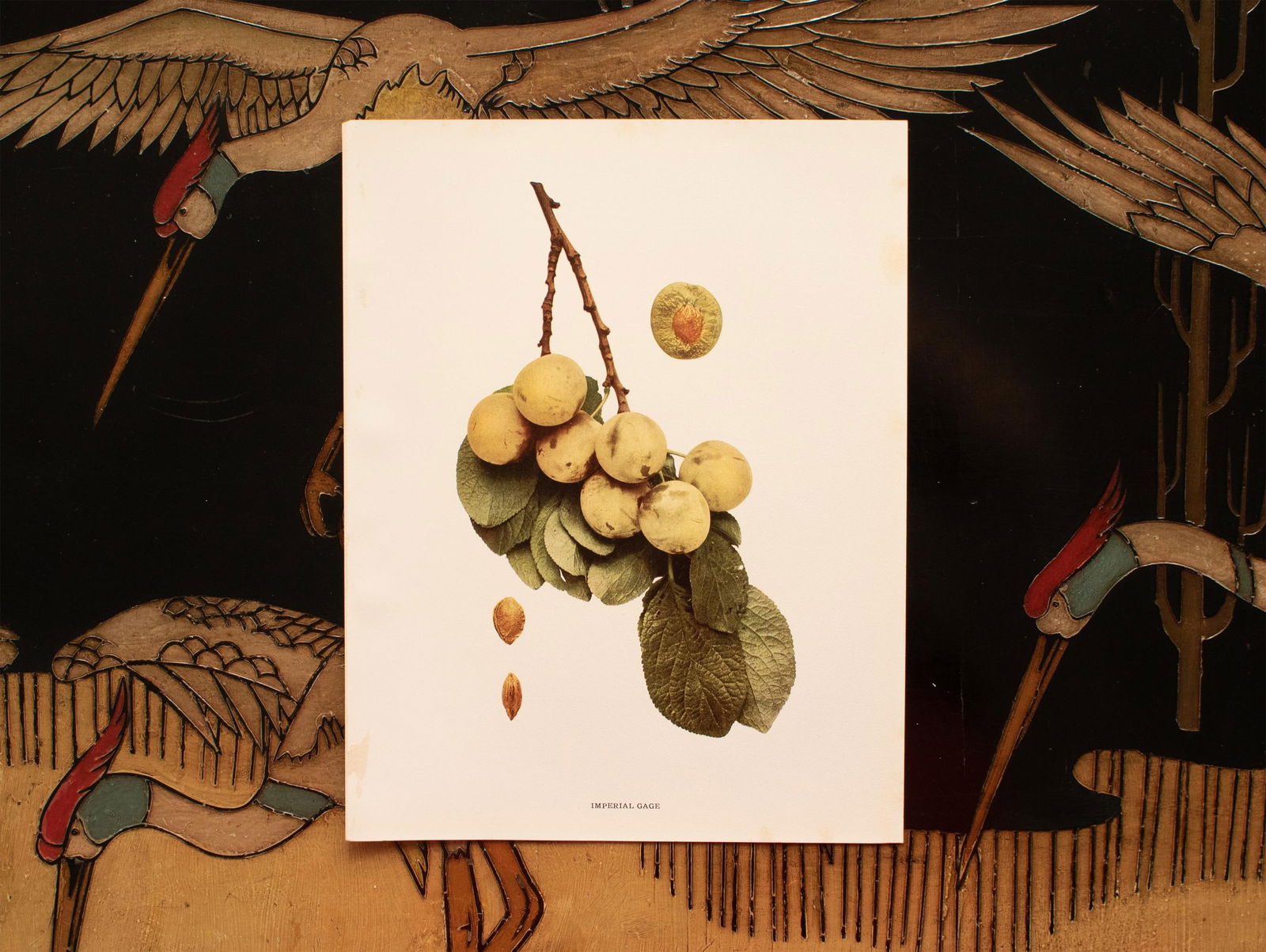 1900s U. P. Hedrick, Original Antique Photogravure of Imperial Gage Plums - 6