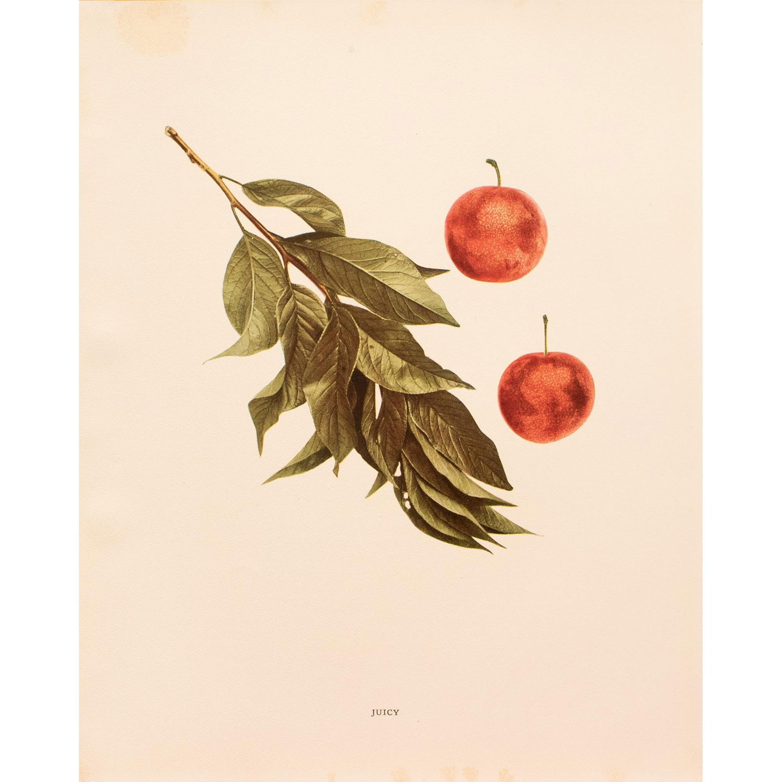 1900s U. P. Hedrick, Original Antique Photogravure of Juicy Plums - 2
