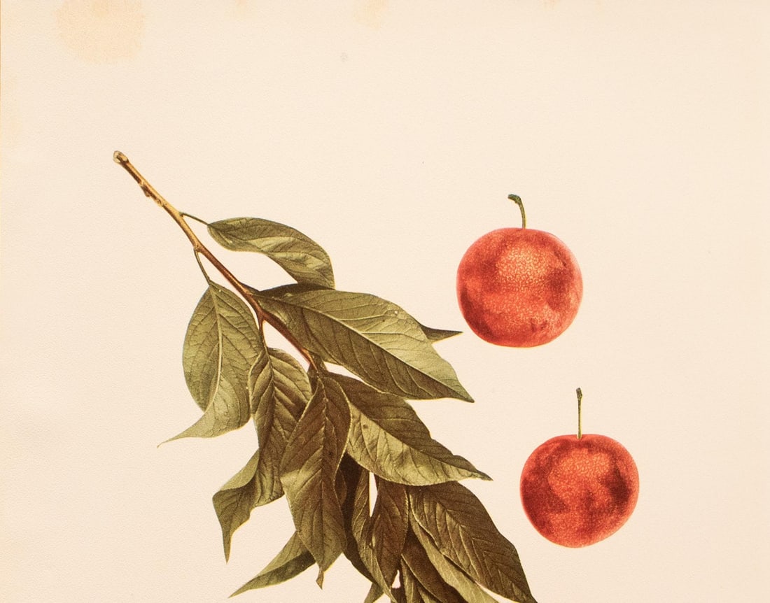 1900s U. P. Hedrick, Original Antique Photogravure of Juicy Plums - 3