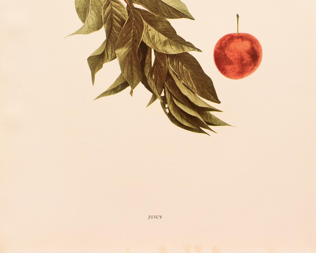 1900s U. P. Hedrick, Original Antique Photogravure of Juicy Plums - 4