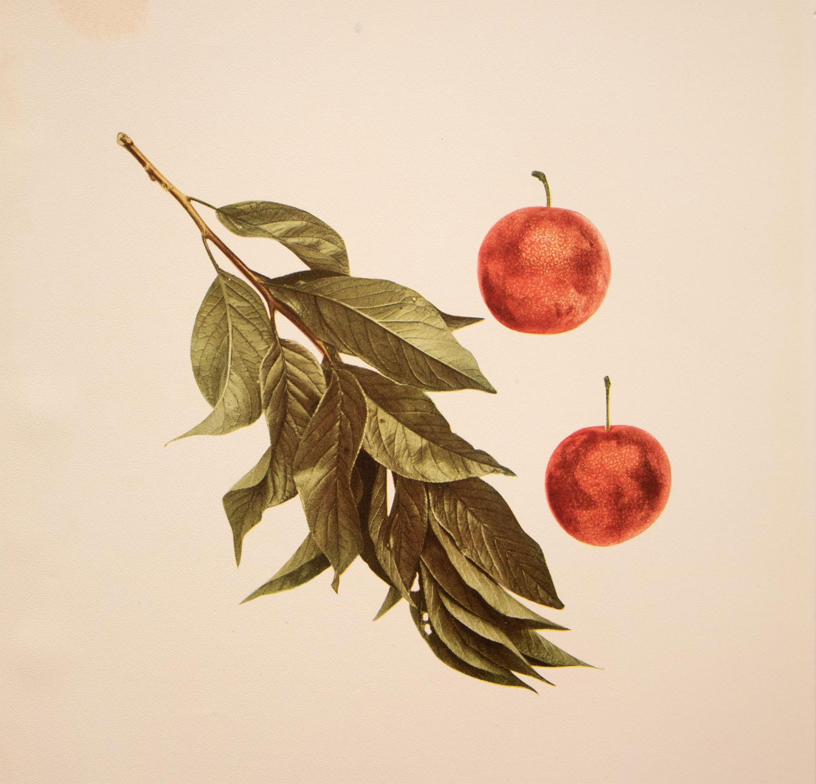 1900s U. P. Hedrick, Original Antique Photogravure of Juicy Plums - 5