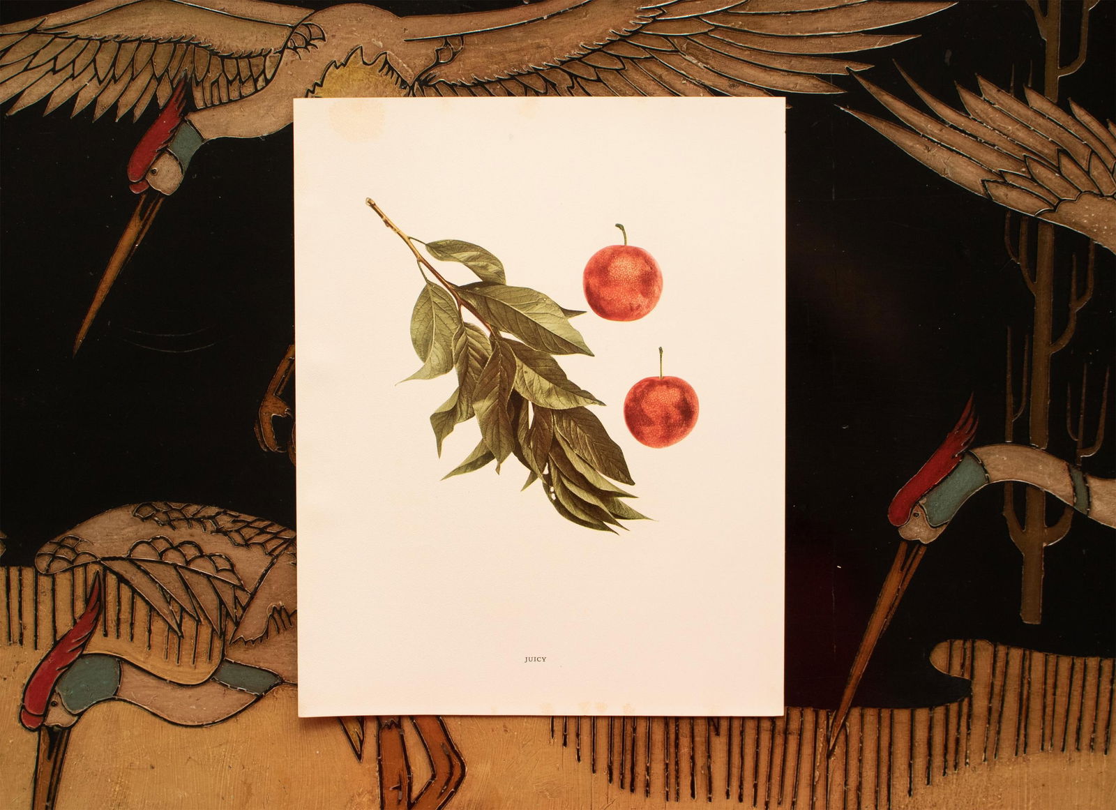 1900s U. P. Hedrick, Original Antique Photogravure of Juicy Plums - 6