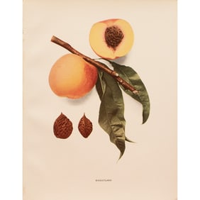 1900s U. P. Hedrick, Original Antique Photogravure of Wheatland Peaches
