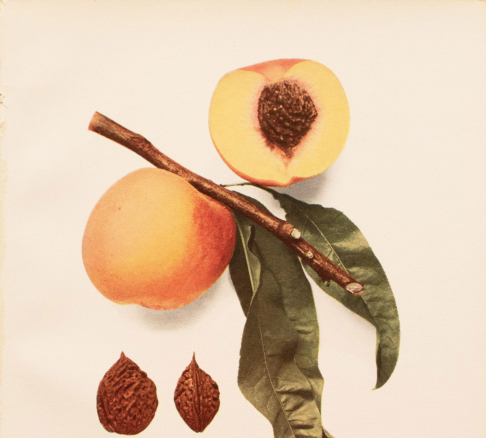 1900s U. P. Hedrick, Original Antique Photogravure of Wheatland Peaches - 3