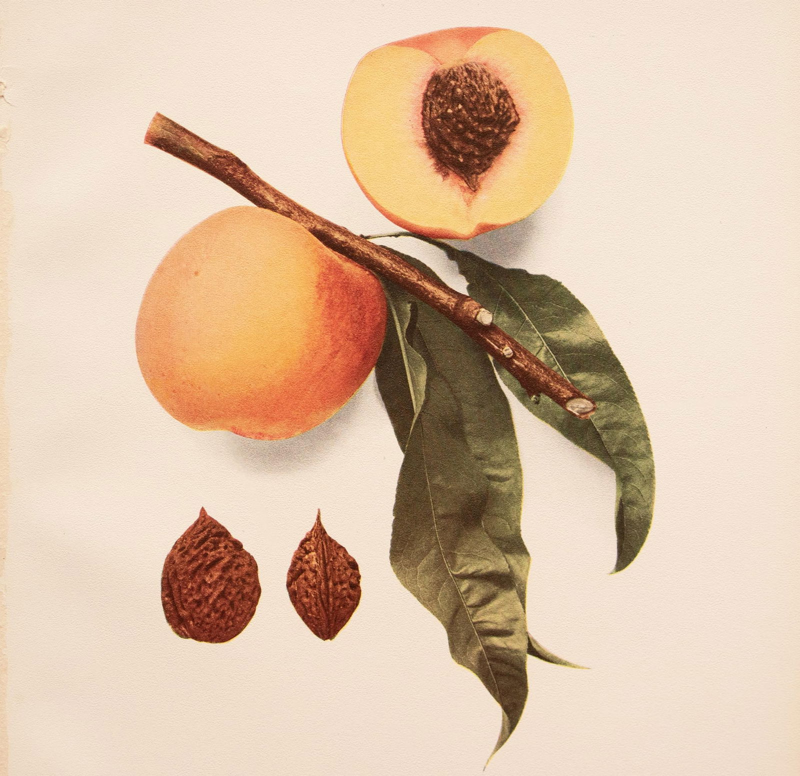 1900s U. P. Hedrick, Original Antique Photogravure of Wheatland Peaches - 5