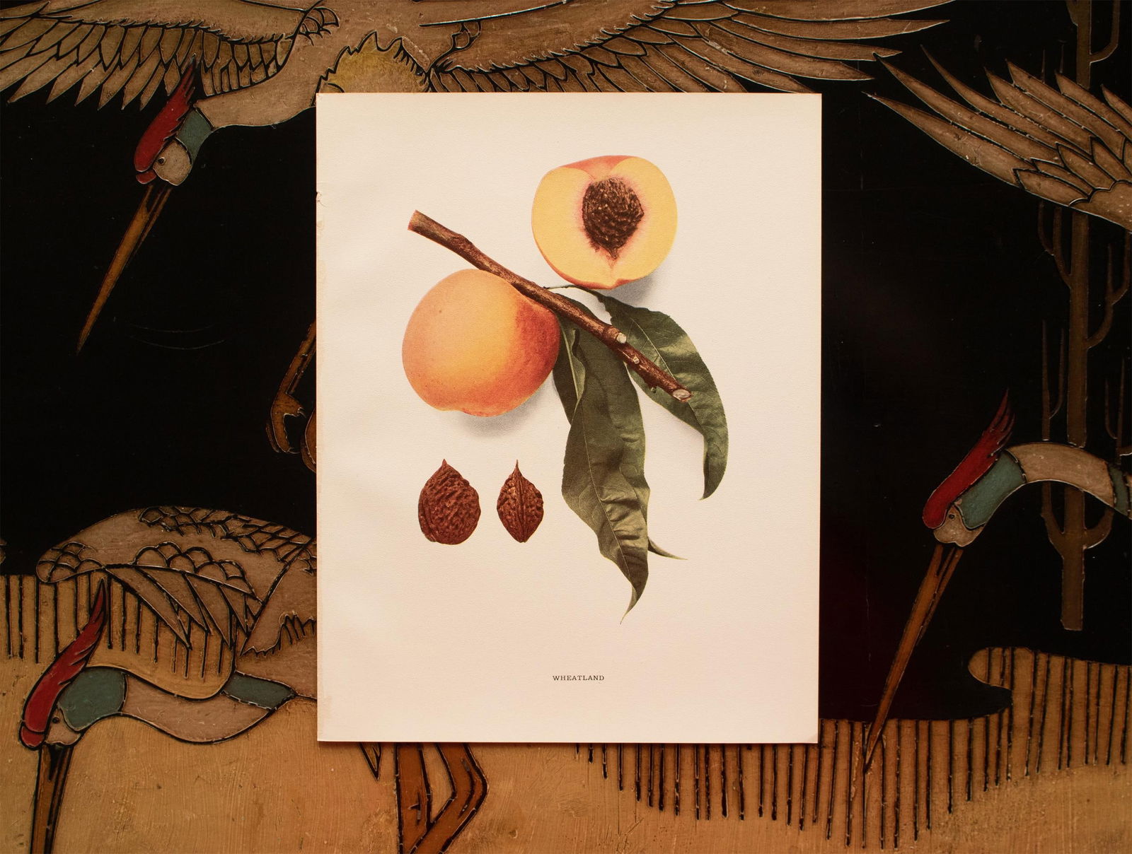 1900s U. P. Hedrick, Original Antique Photogravure of Wheatland Peaches - 6