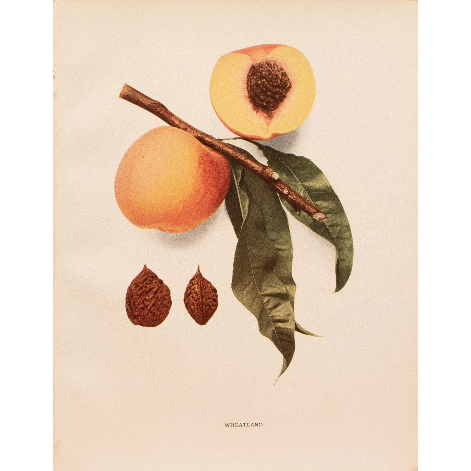 1900s U. P. Hedrick, Original Antique Photogravure of Wheatland Peaches - 7