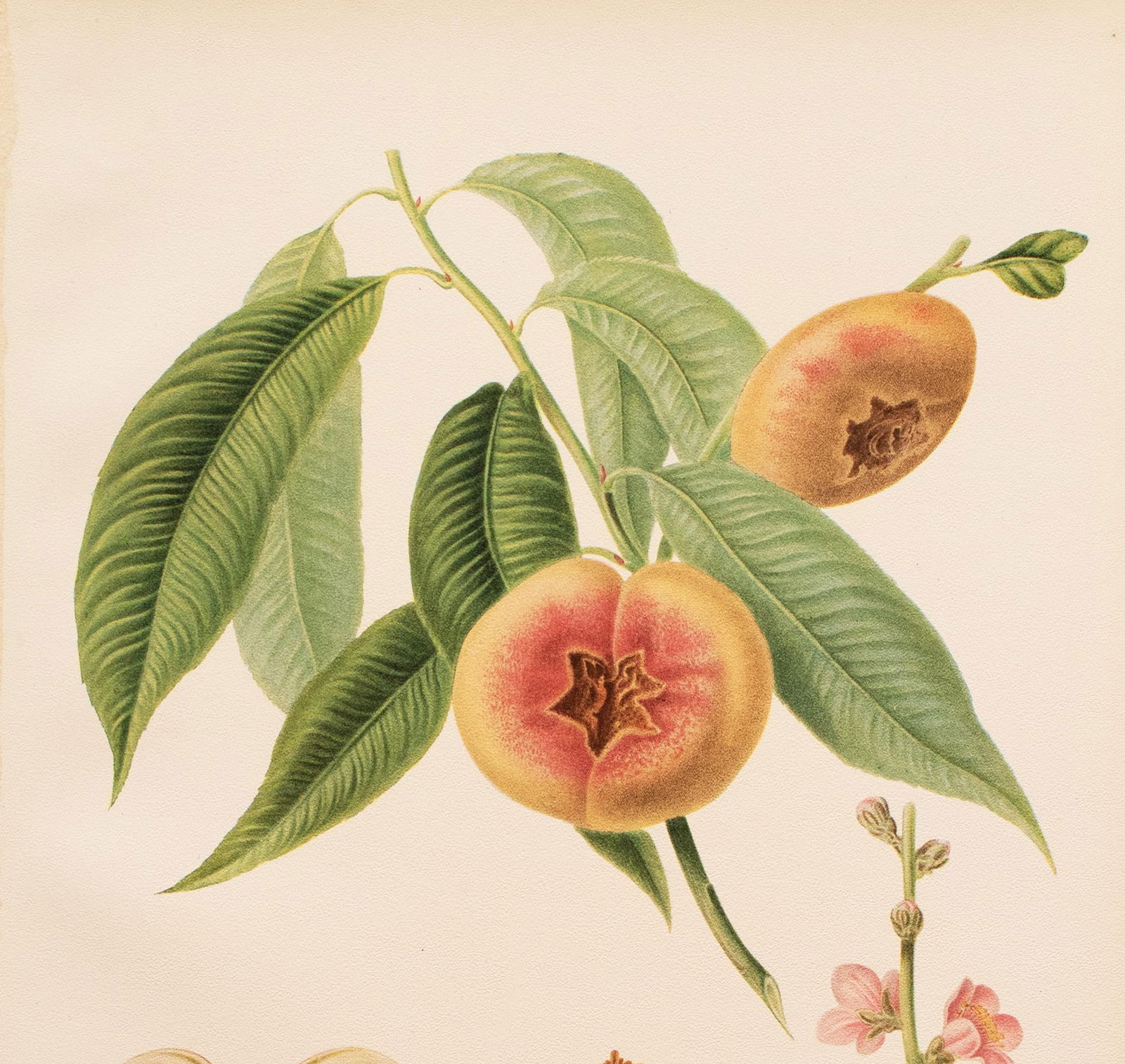 1900s U. P. Hedrick, Original Antique Photogravure of Peento Peaches - 3