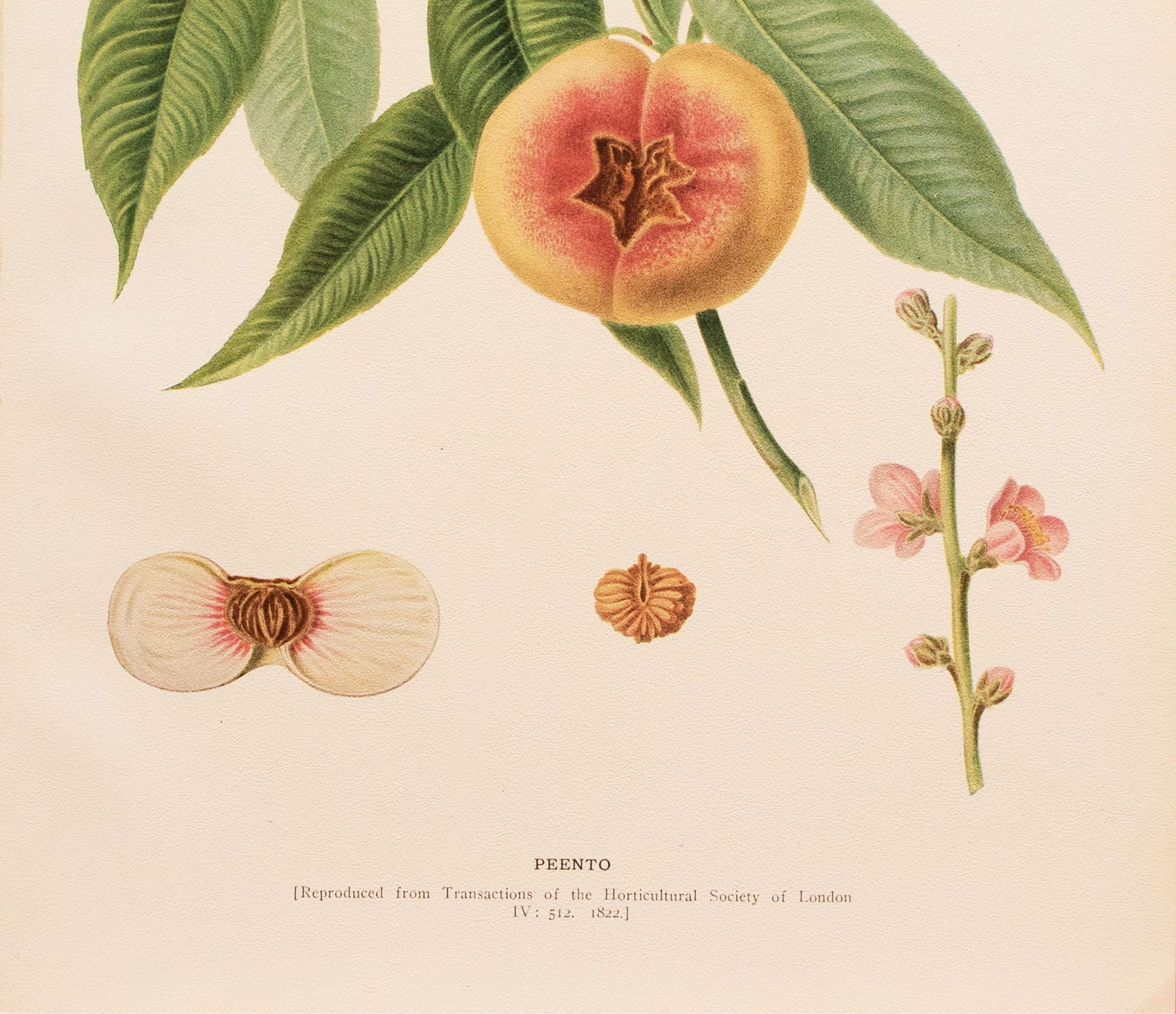 1900s U. P. Hedrick, Original Antique Photogravure of Peento Peaches - 4