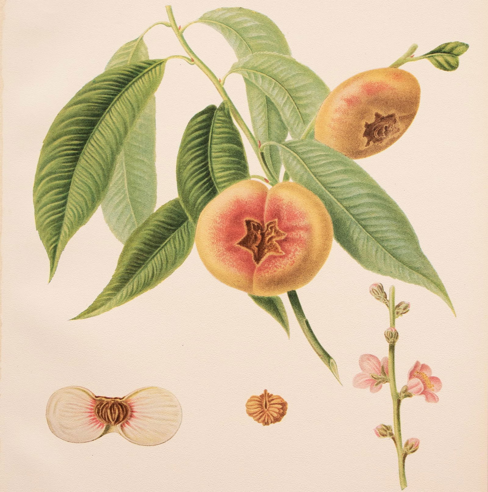 1900s U. P. Hedrick, Original Antique Photogravure of Peento Peaches - 5