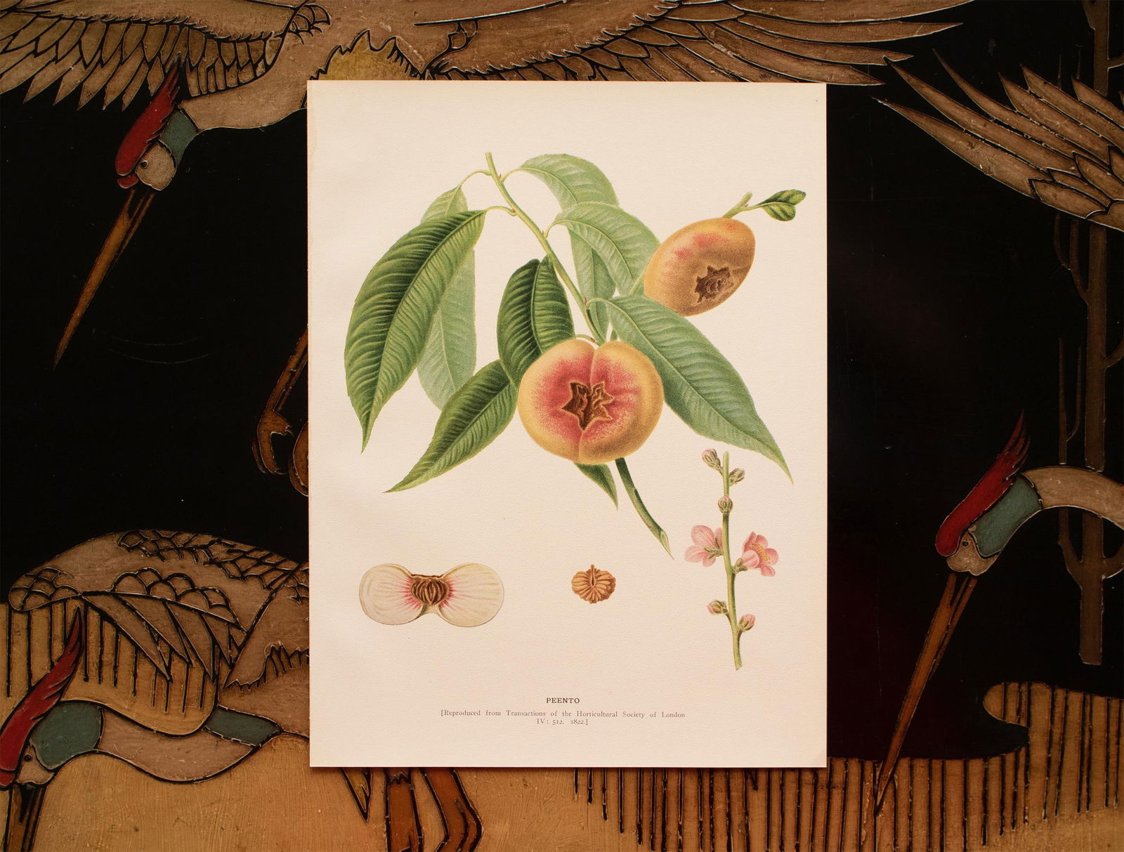 1900s U. P. Hedrick, Original Antique Photogravure of Peento Peaches - 6