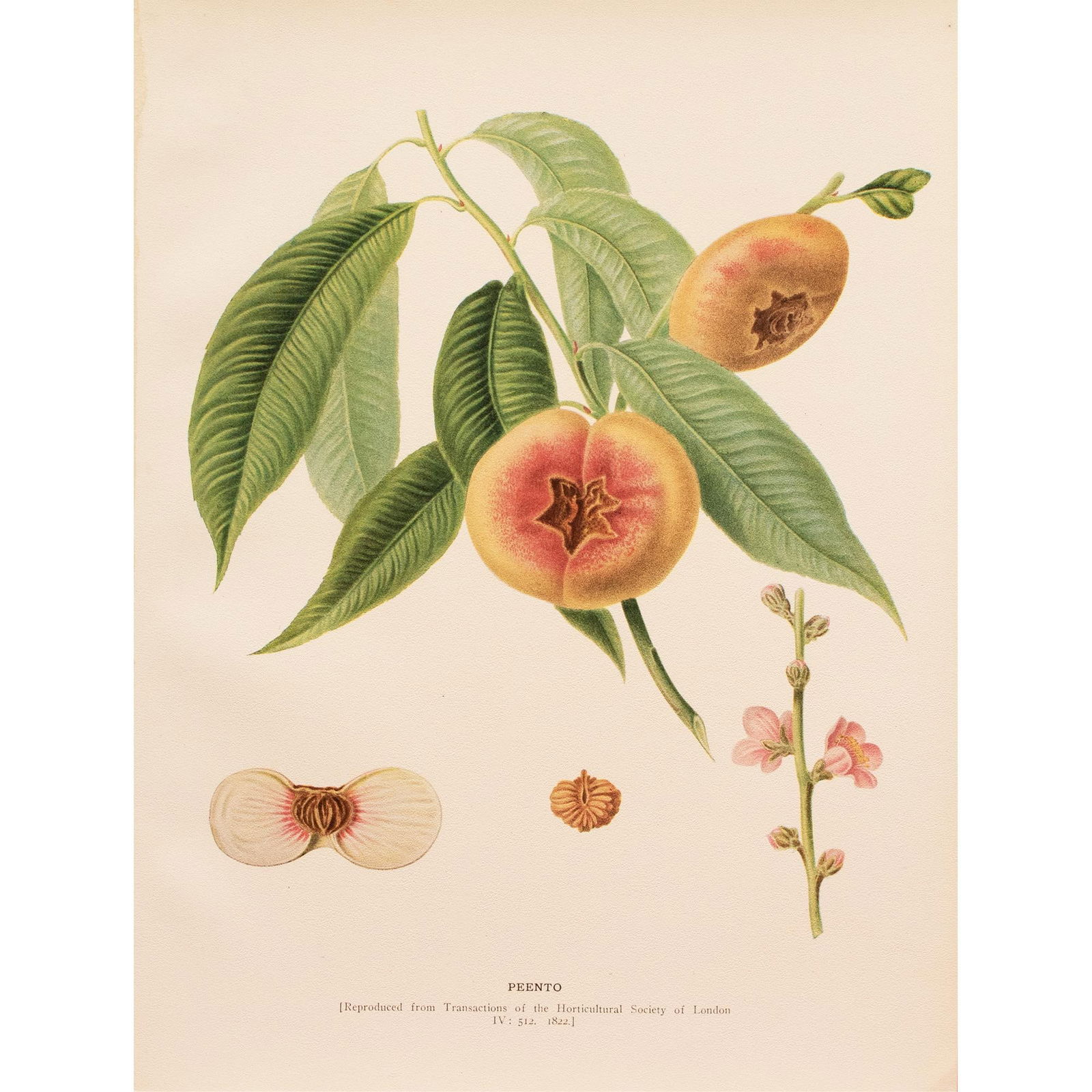 1900s U. P. Hedrick, Original Antique Photogravure of Peento Peaches - 7