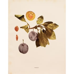 1900s U. P. Hedrick, Original Antique Photogravure of Tragedy Plums