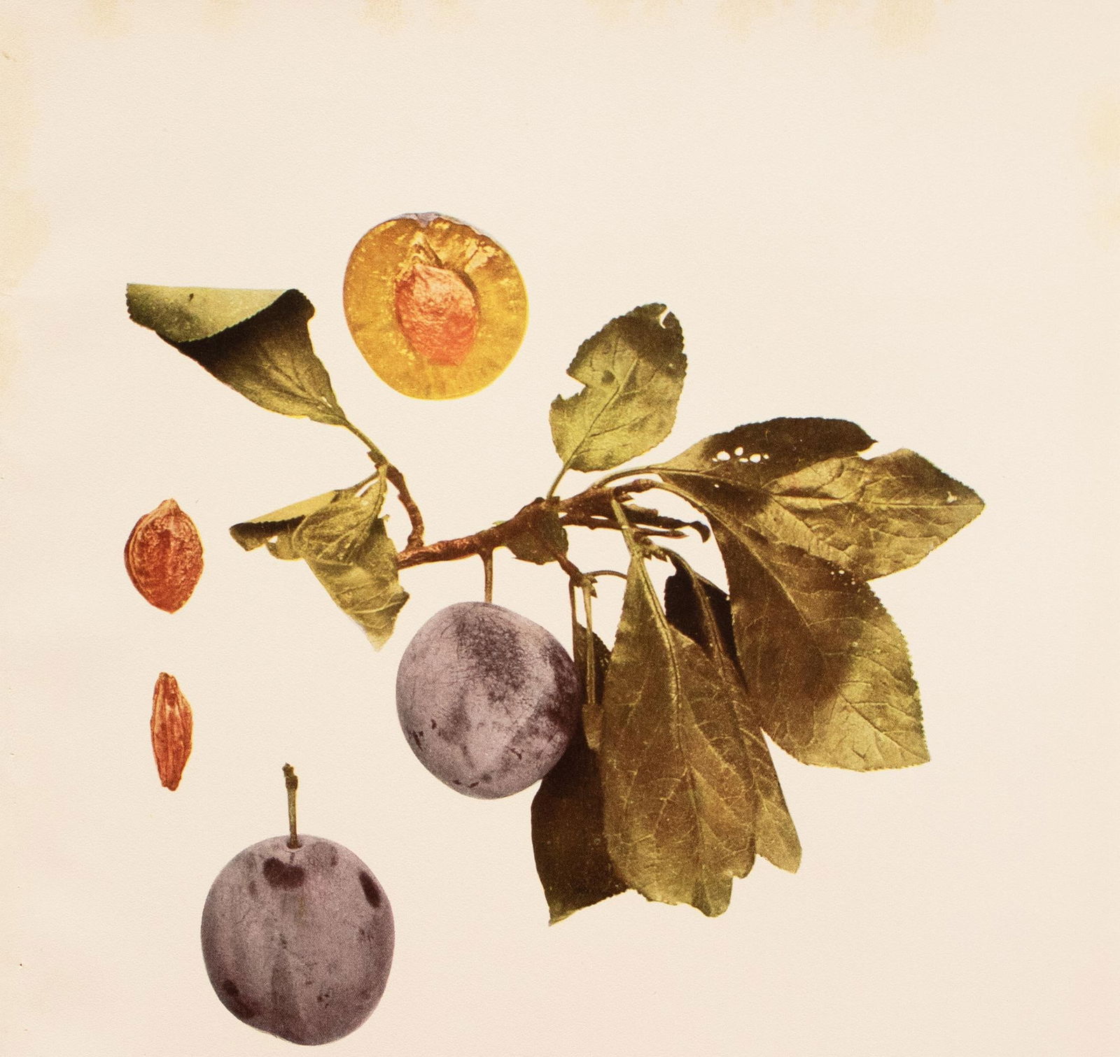 1900s U. P. Hedrick, Original Antique Photogravure of Tragedy Plums - 3