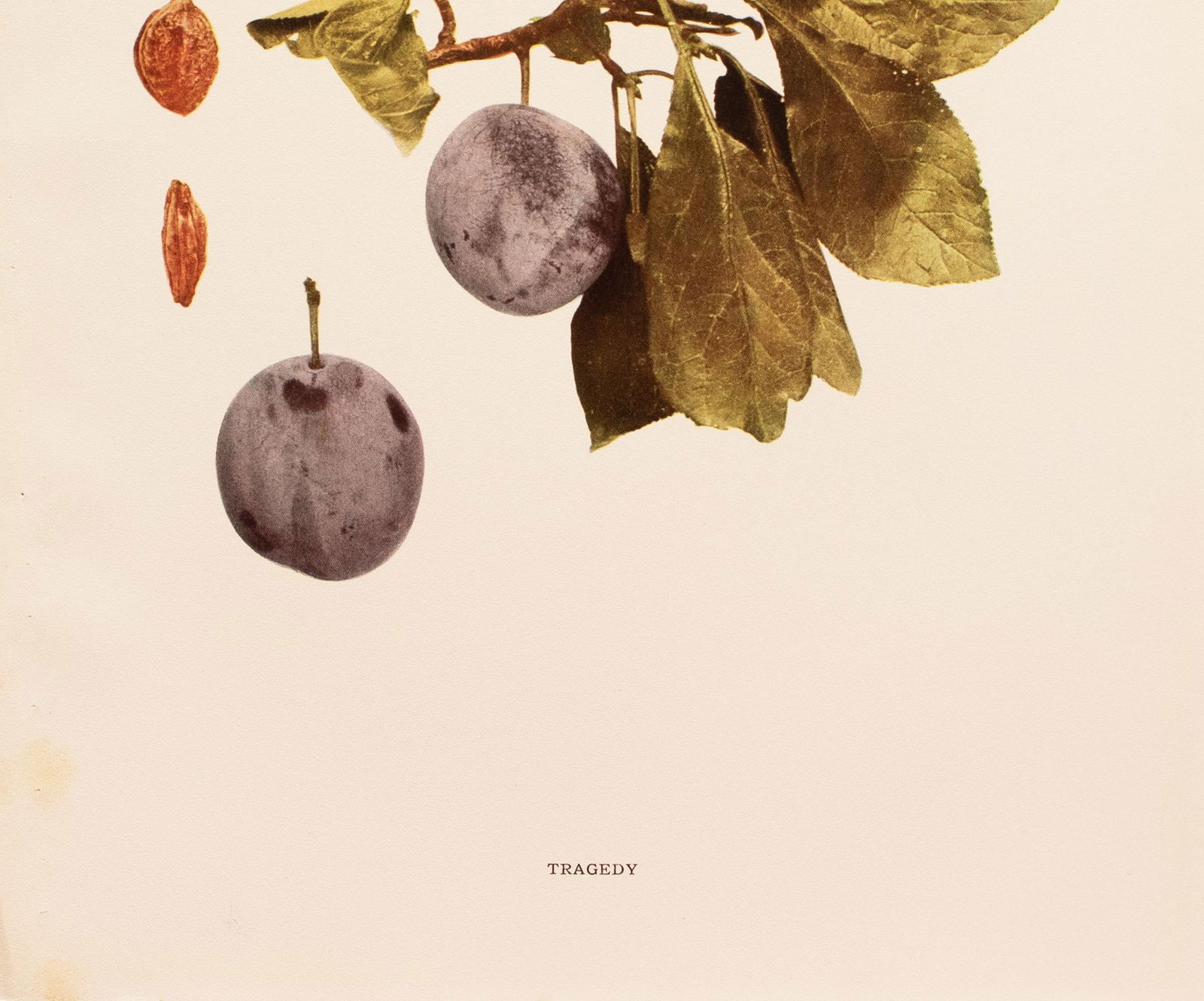 1900s U. P. Hedrick, Original Antique Photogravure of Tragedy Plums - 4