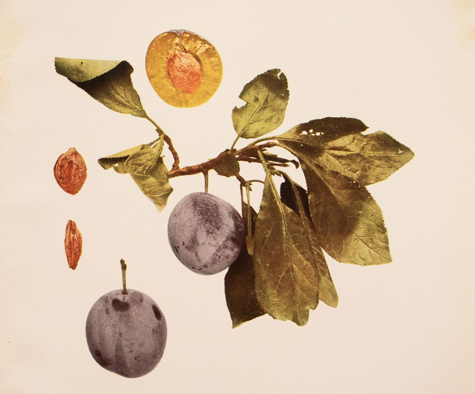 1900s U. P. Hedrick, Original Antique Photogravure of Tragedy Plums - 5