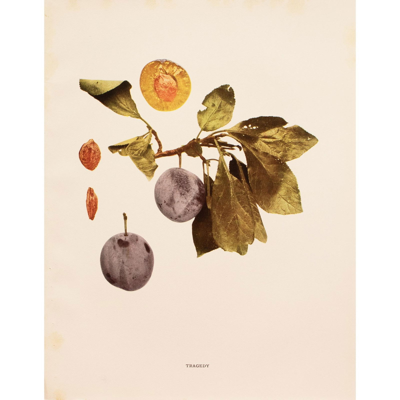 1900s U. P. Hedrick, Original Antique Photogravure of Tragedy Plums - 7