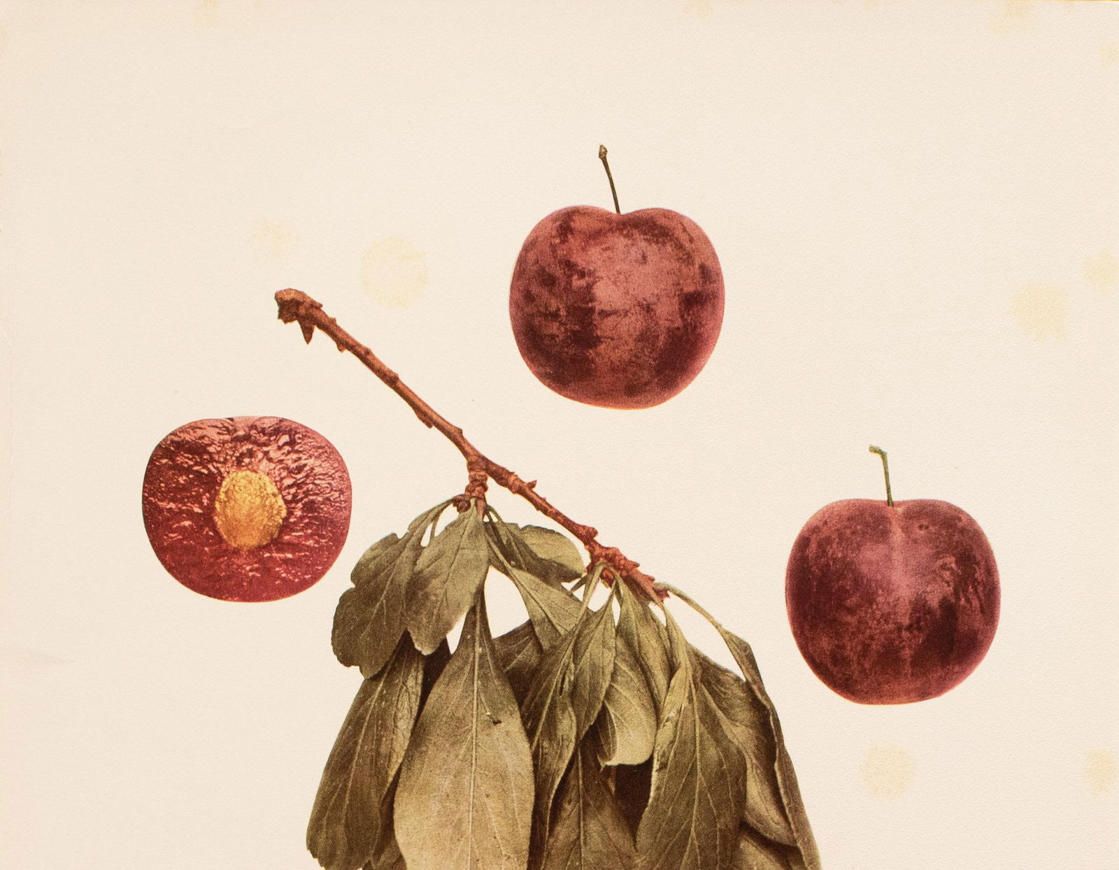 1900s U. P. Hedrick, Original Antique Photogravure of Apple Plums - 3
