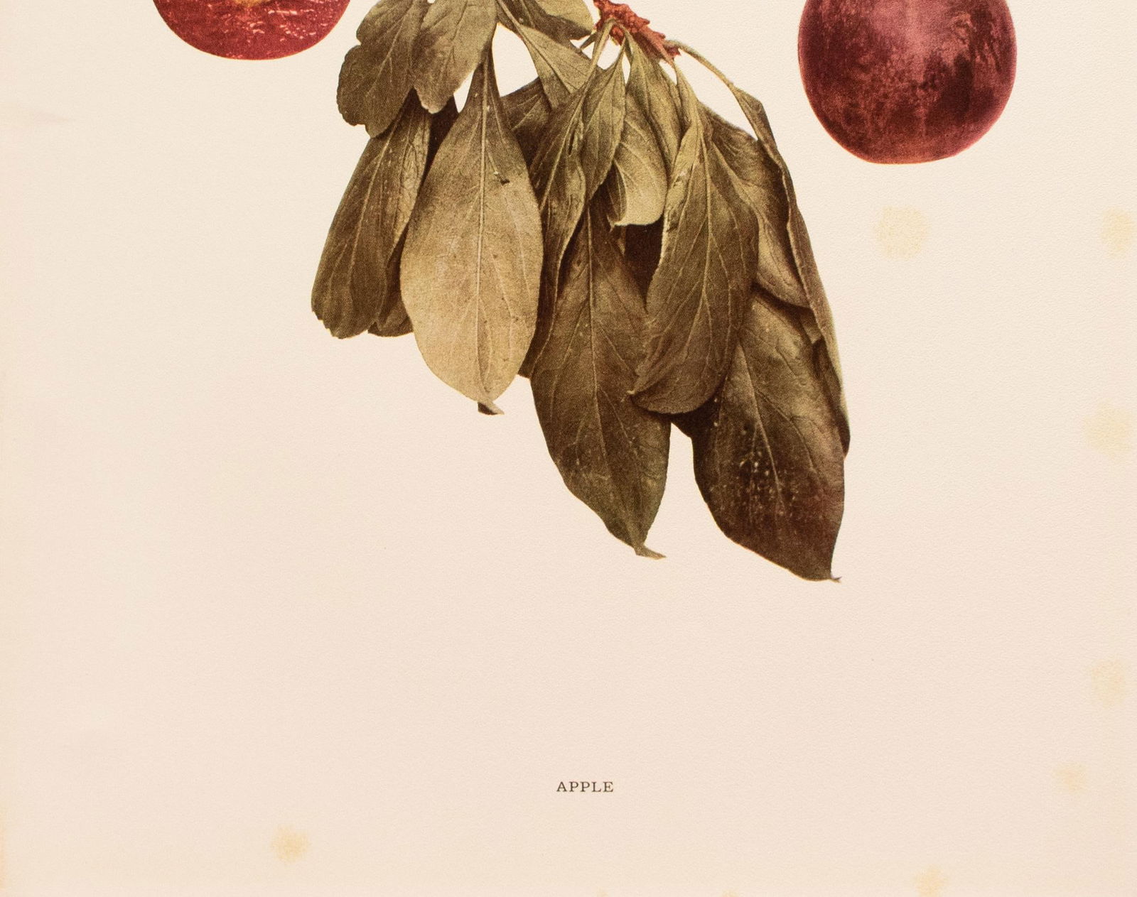 1900s U. P. Hedrick, Original Antique Photogravure of Apple Plums - 4