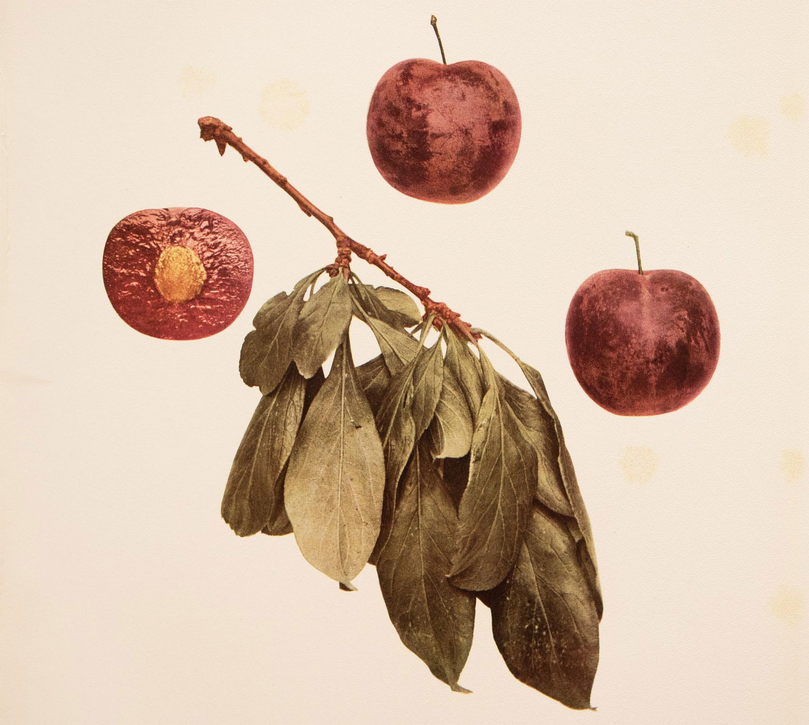 1900s U. P. Hedrick, Original Antique Photogravure of Apple Plums - 5