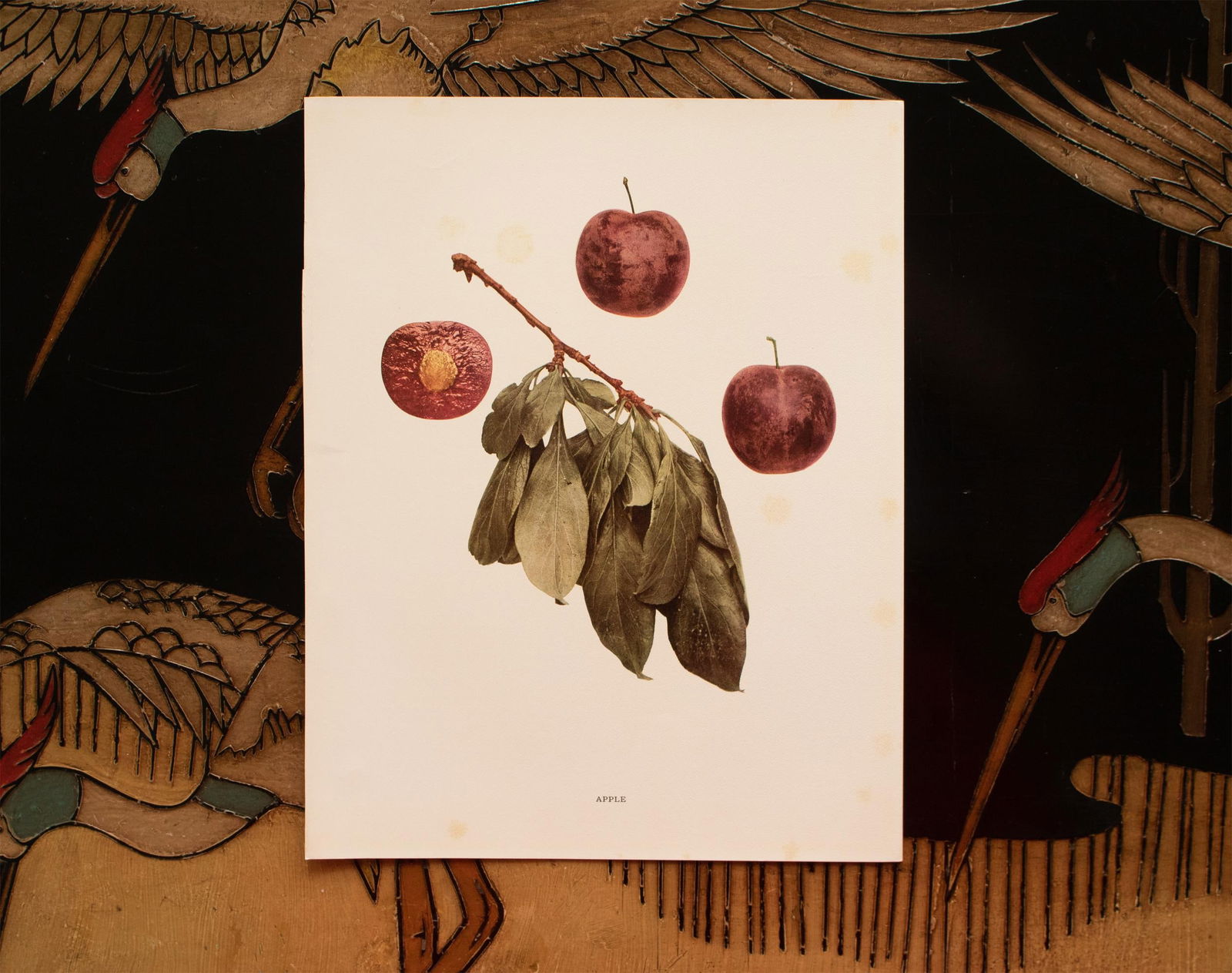 1900s U. P. Hedrick, Original Antique Photogravure of Apple Plums - 6