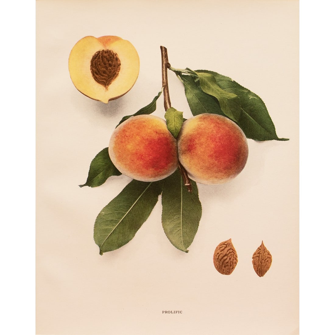 1900s U. P. Hedrick, Original Antique Photogravure of Prolific Peaches: A magnificent original antique photogravure (print) of Prolific Peaches by Ulysses Prentiss Hedrick (1870-1951). Superb quality. Printed on one side on heavy paper. Published and printed in early