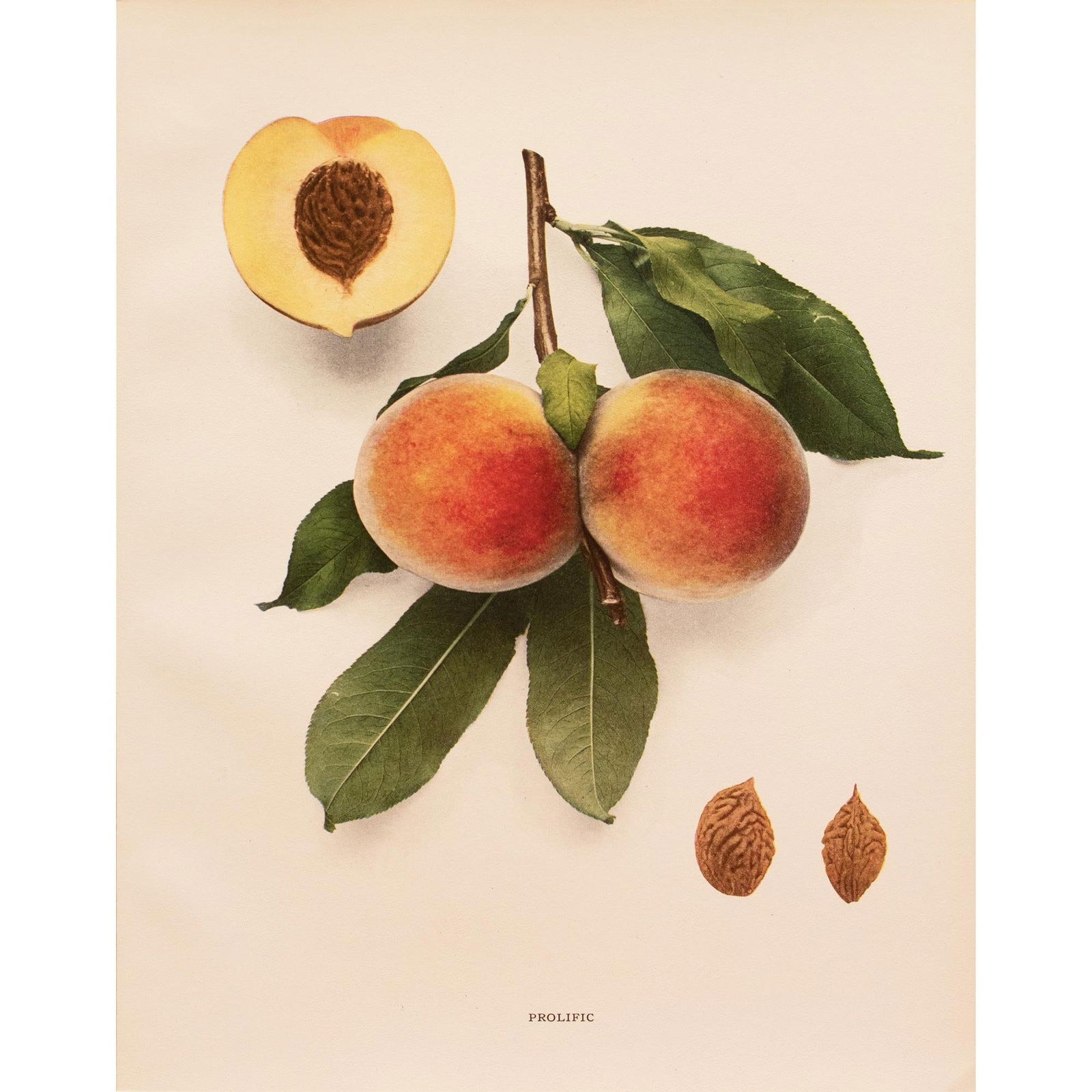 1900s U. P. Hedrick, Original Antique Photogravure of Prolific Peaches - 2