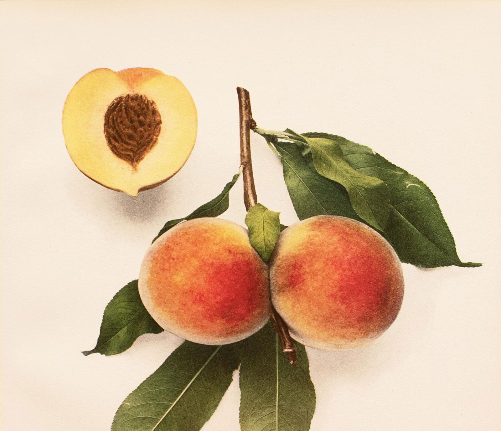 1900s U. P. Hedrick, Original Antique Photogravure of Prolific Peaches - 3