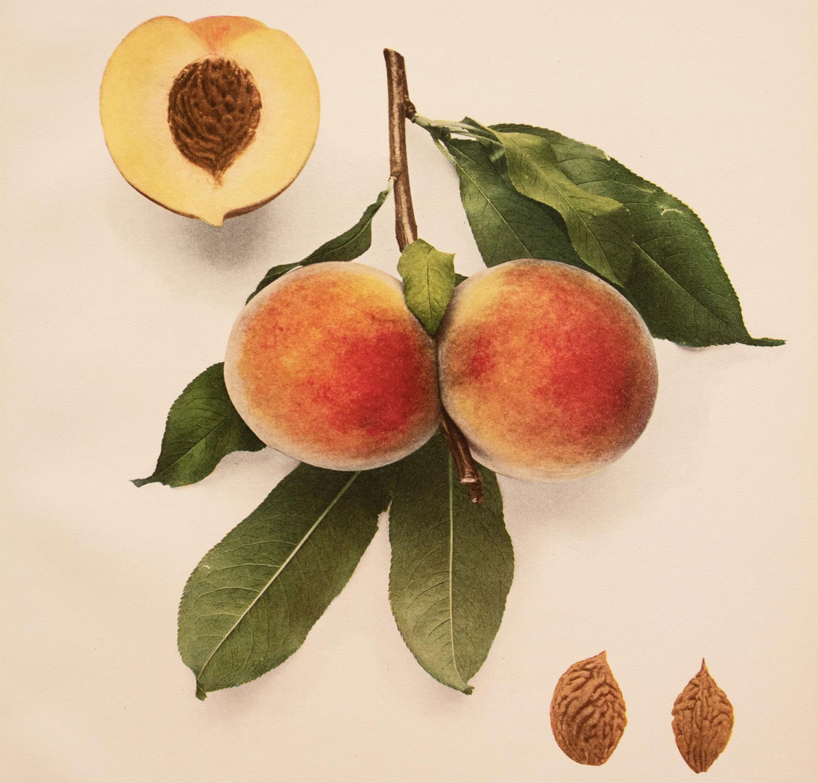 1900s U. P. Hedrick, Original Antique Photogravure of Prolific Peaches - 5