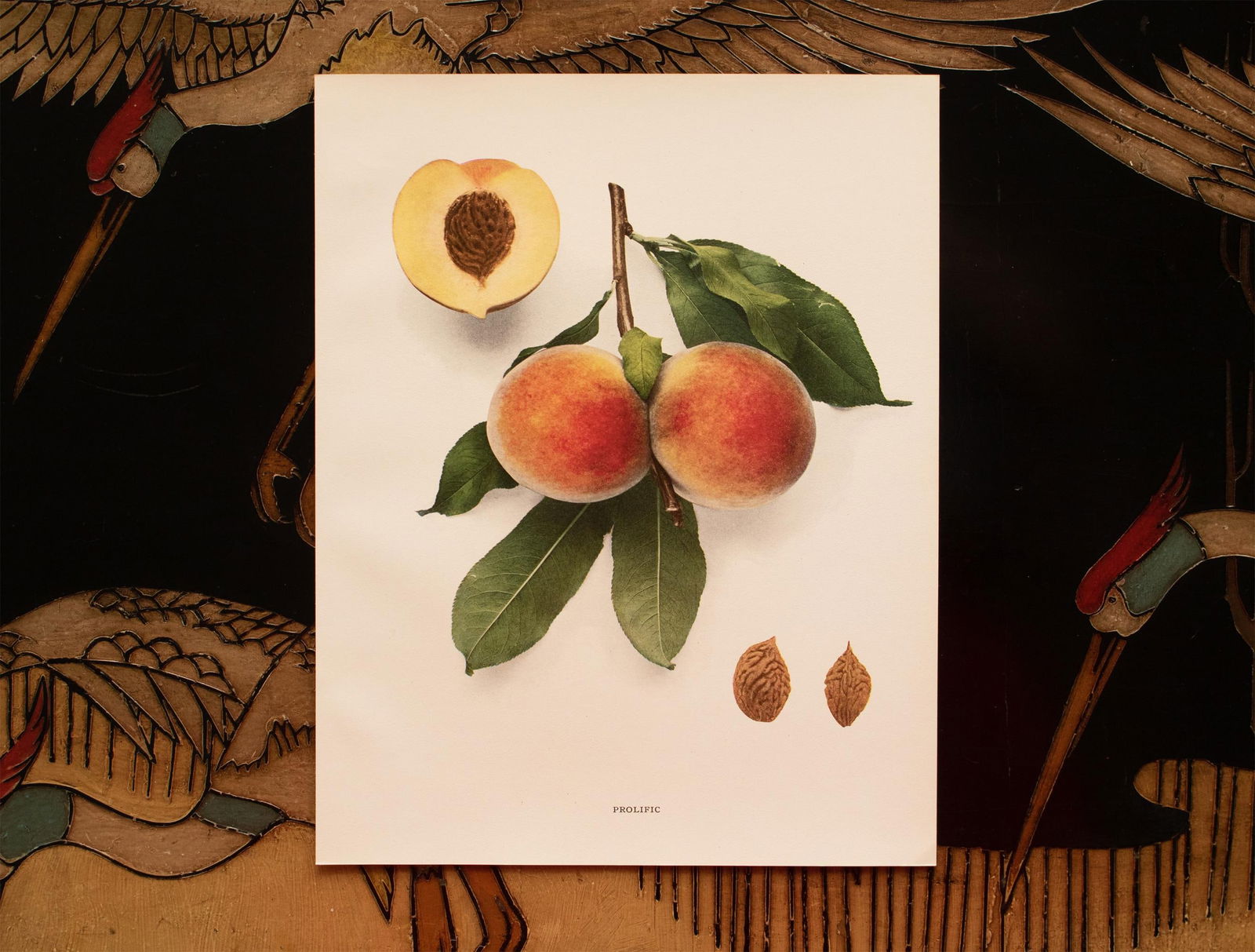 1900s U. P. Hedrick, Original Antique Photogravure of Prolific Peaches - 6