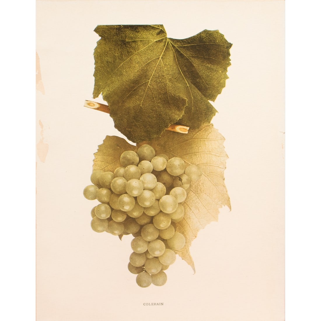 1900s U. P. Hedrick, Original Antique Photogravure of Colerain Grapes: A magnificent original antique photogravure (print) of Colerain Grapes by Ulysses Prentiss Hedrick (1870-1951). Superb quality. Printed on one side on heavy paper. Published and printed in early 1900s