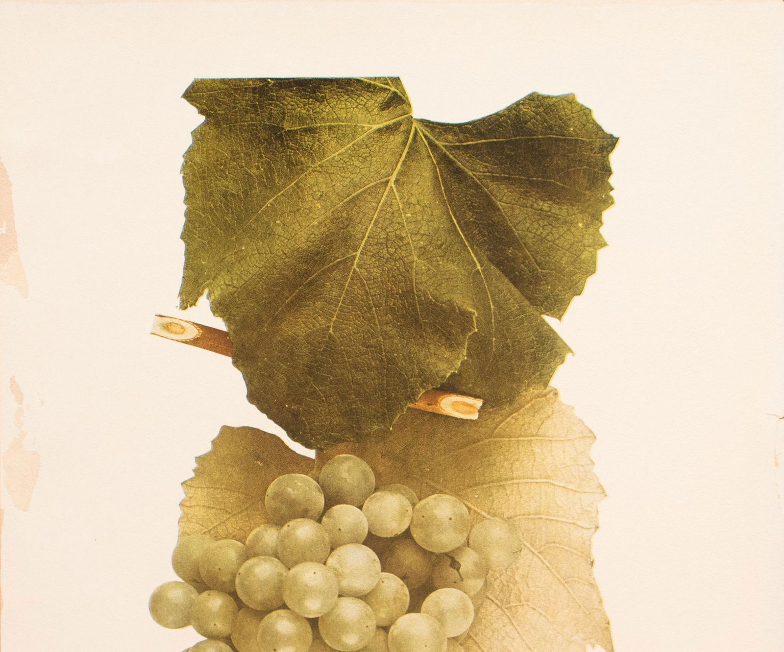 1900s U. P. Hedrick, Original Antique Photogravure of Colerain Grapes - 2