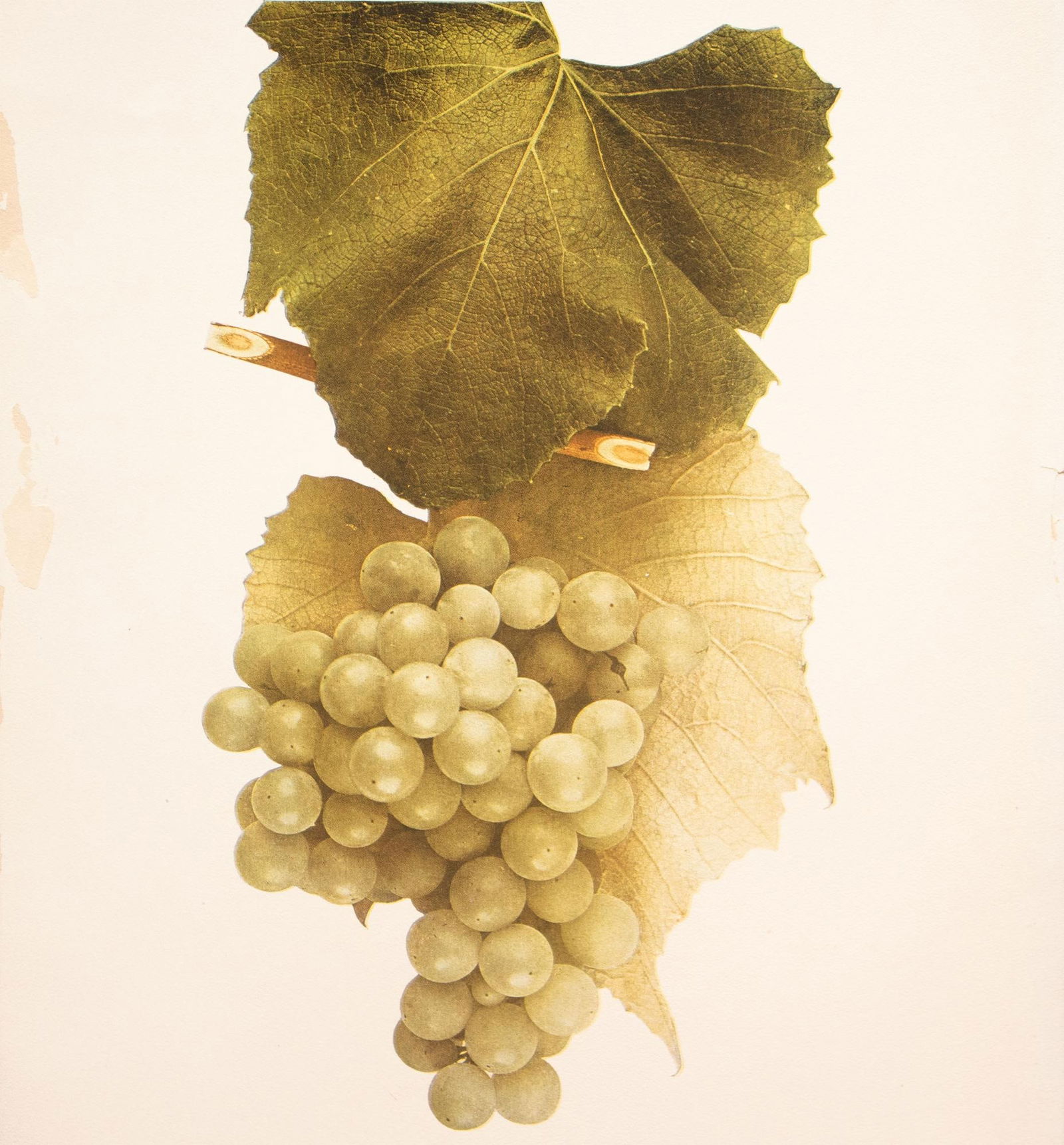 1900s U. P. Hedrick, Original Antique Photogravure of Colerain Grapes - 4