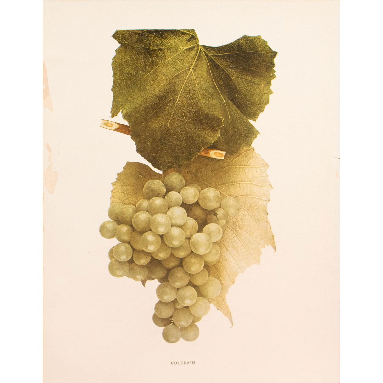 1900s U. P. Hedrick, Original Antique Photogravure of Colerain Grapes - 5