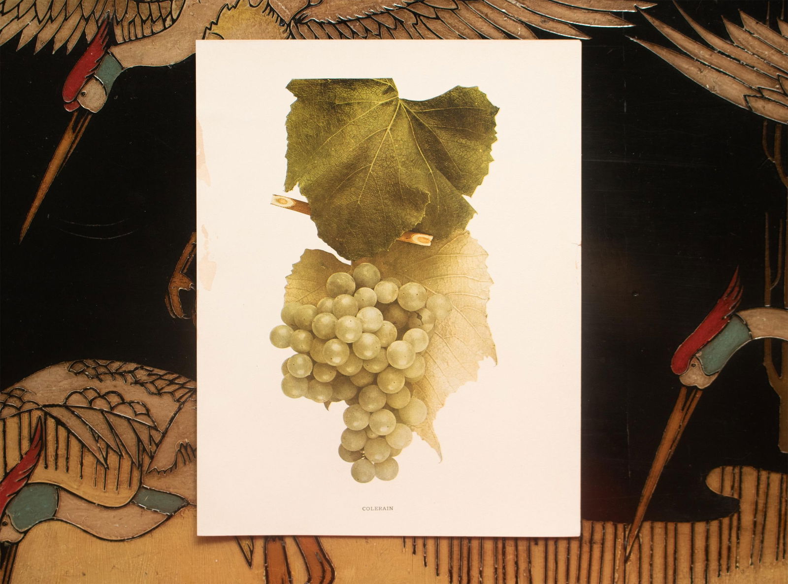 1900s U. P. Hedrick, Original Antique Photogravure of Colerain Grapes - 6